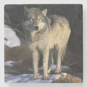 Posavasos De Piedra Norteamérica, EE. UU., Minnesota. Lobo (Canis