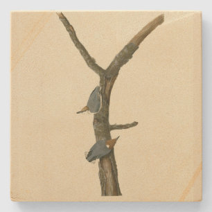 Posavasos De Piedra Nuthatch marrón - Aves de América de Audubon