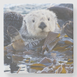 Posavasos De Piedra Nutria marina envuelta en kelp