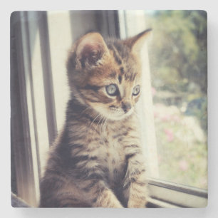 Posavasos De Piedra Observación del gatito del Tabby