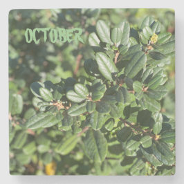 POSAVASOS DE PIEDRA OCTUBRE