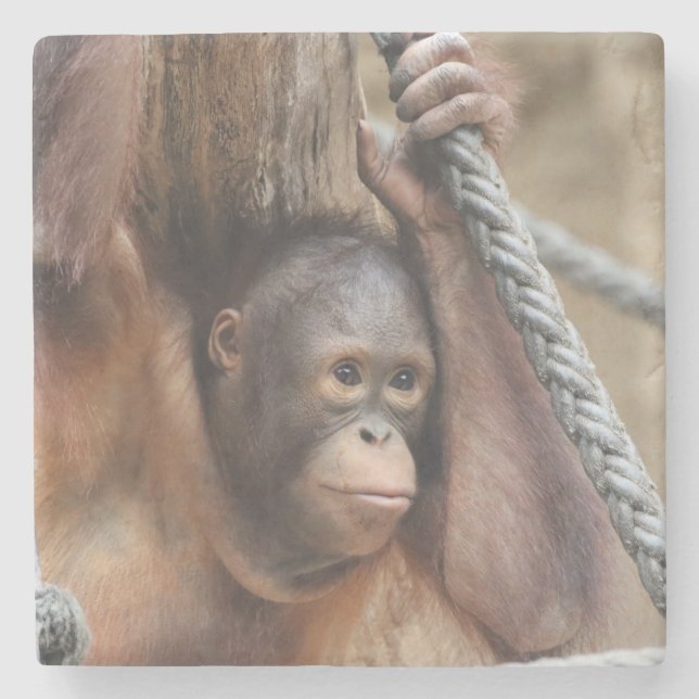 Posavasos De Piedra OrangUtan 002 (Anverso)