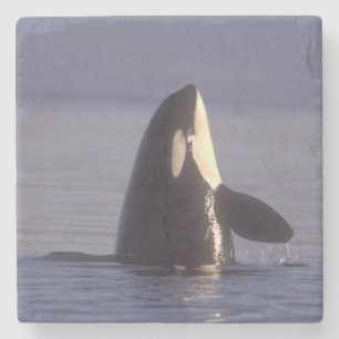 Posavasos De Piedra Orca asesina (Orca orcinus) espiando cerca