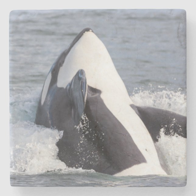 Posavasos De Piedra Orca saltando (Anverso)