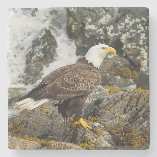 Posavasos De Piedra Orgulloso Bald Eagle (Anverso)