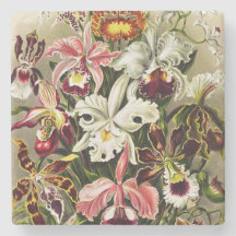 Orquídeas Orchideae Denusblumen Ernst Haeckel