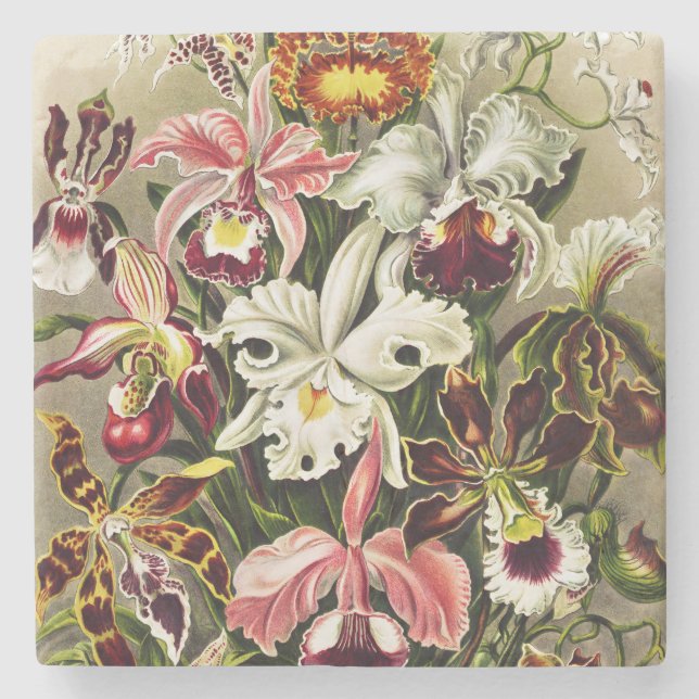 Posavasos De Piedra Orquídeas Orchideae Denusblumen Ernst Haeckel (Anverso)