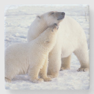 Posavasos De Piedra Osa de oso polar con cría, manada