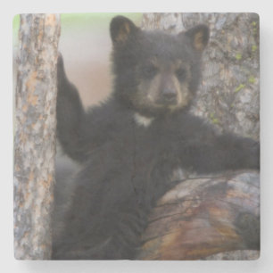 Posavasos De Piedra Osezno de osos negros descansando