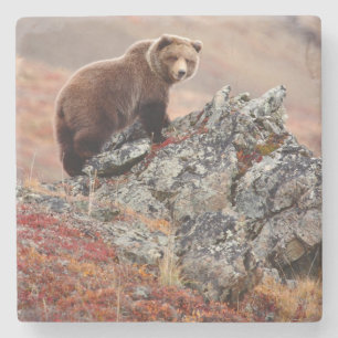 Posavasos De Piedra Oso de Denali Brown