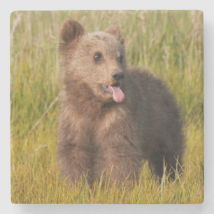 Posavasos De Piedra Oso divertido del bebé de las imágenes el   de