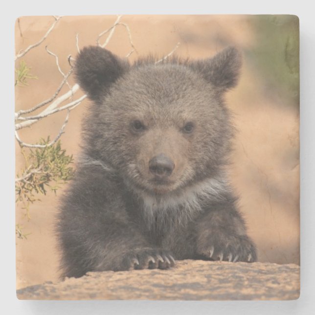 Posavasos De Piedra Oso grizzly Cub (Anverso)