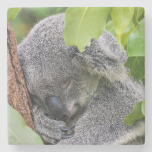 Posavasos De Piedra Oso jóven y adorable de Koala
