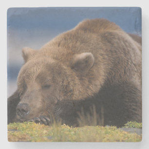 Posavasos De Piedra Oso marrón, oso pardo, tomando una siesta, Katmai