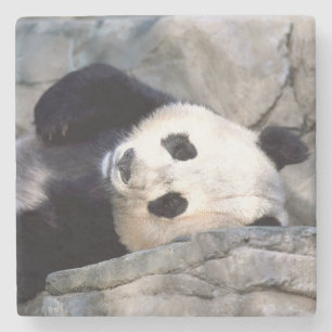 Posavasos De Piedra Oso Panda