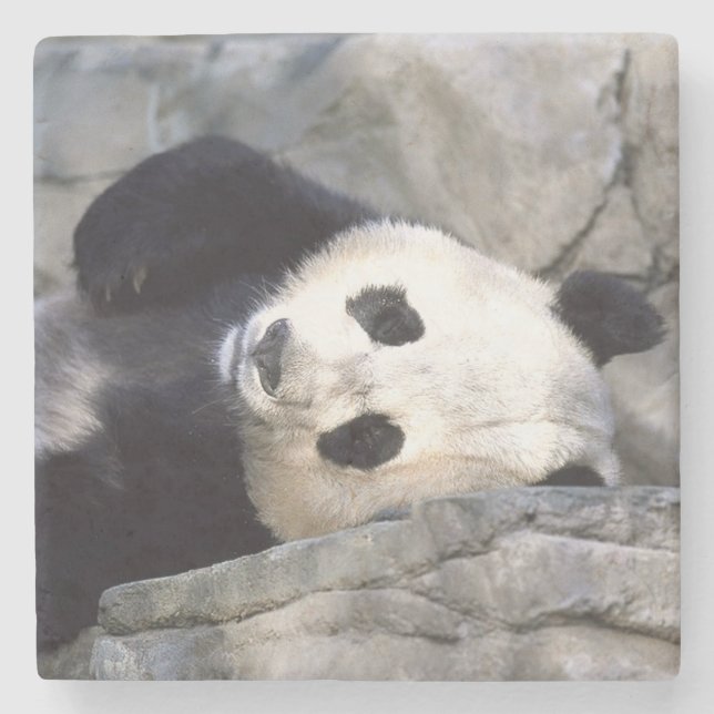 Posavasos De Piedra Oso Panda (Anverso)