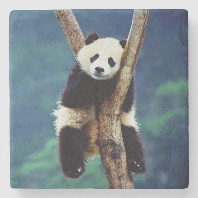 Posavasos De Piedra Oso Panda (Anverso)