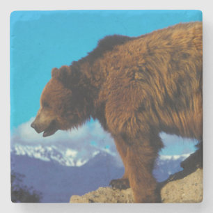 Posavasos De Piedra Oso Pardo