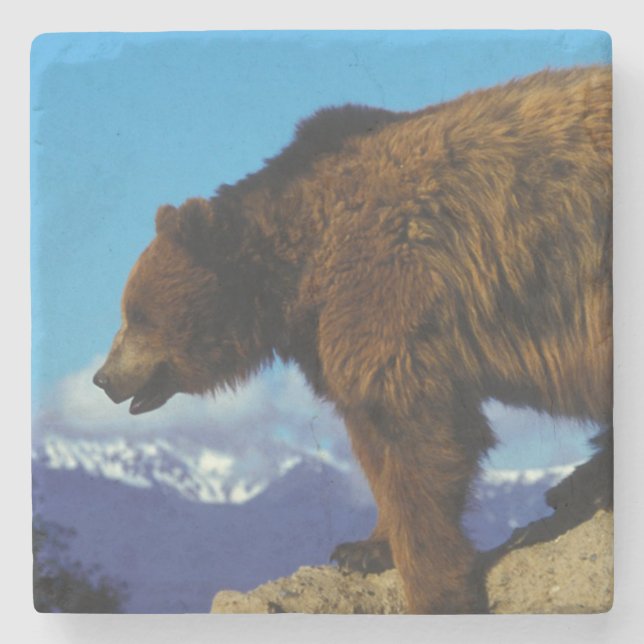 Posavasos De Piedra Oso Pardo (Anverso)