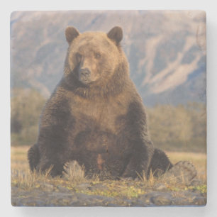 Posavasos De Piedra oso pardo, Ursus arctos, oso grizzly, Ursus
