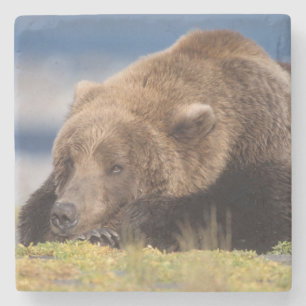 Posavasos De Piedra oso pardo, Ursus arctos, oso grizzly, Ursus 8