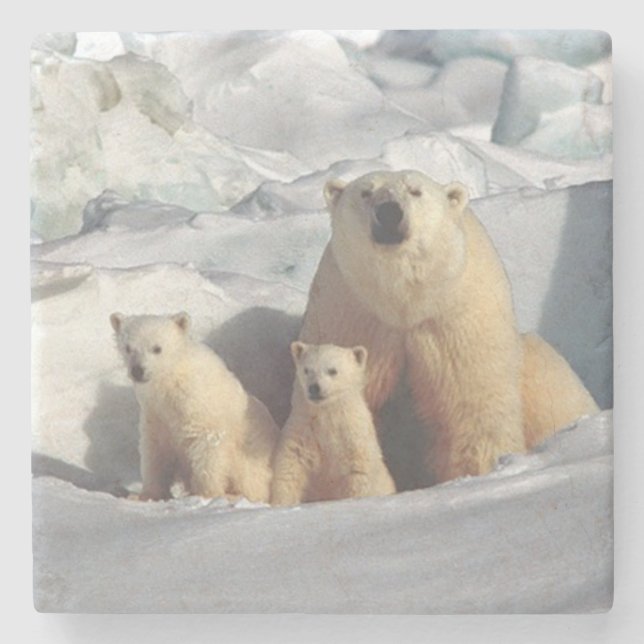 Posavasos De Piedra Oso polar (Anverso)
