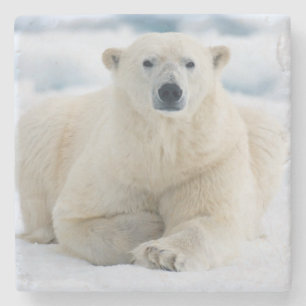 Posavasos De Piedra Oso polar adulto en el hielo del verano