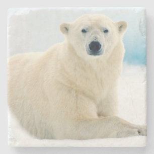 Posavasos De Piedra Oso polar adulto gran verraco en el hielo de veran