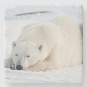 Posavasos De Piedra Oso polar en invierno