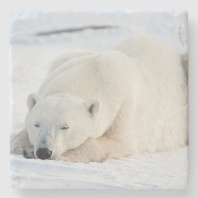 Posavasos De Piedra Oso polar en invierno (Anverso)