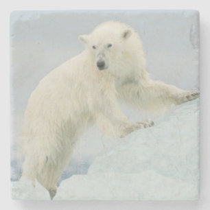 Posavasos De Piedra Oso polar en verano
