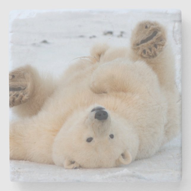 Posavasos De Piedra oso polar, maritimus del Ursus, cachorro que rueda (Anverso)