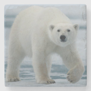 Posavasos De Piedra Oso polar, Ursus Maritimus, adulto
