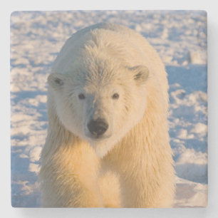 Posavasos De Piedra oso polar, Ursus maritimus, oso polar en hielo