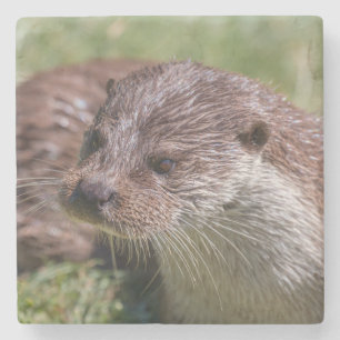 Posavasos De Piedra Otter euroasiático descansando al sol