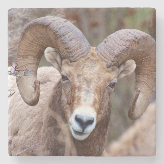 Posavasos De Piedra Oveja Bighorn de Montaña Rocosa (Anverso)