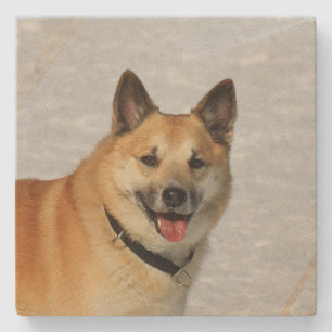 Posavasos De Piedra Oveja islandesa20150904