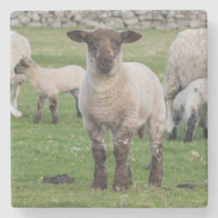 Posavasos De Piedra Oveja Shetland