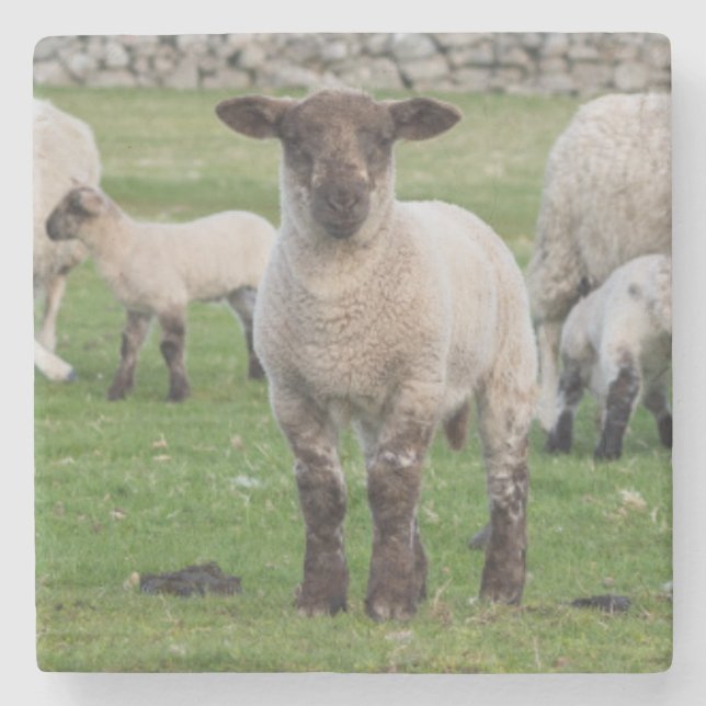 Posavasos De Piedra Oveja Shetland (Anverso)