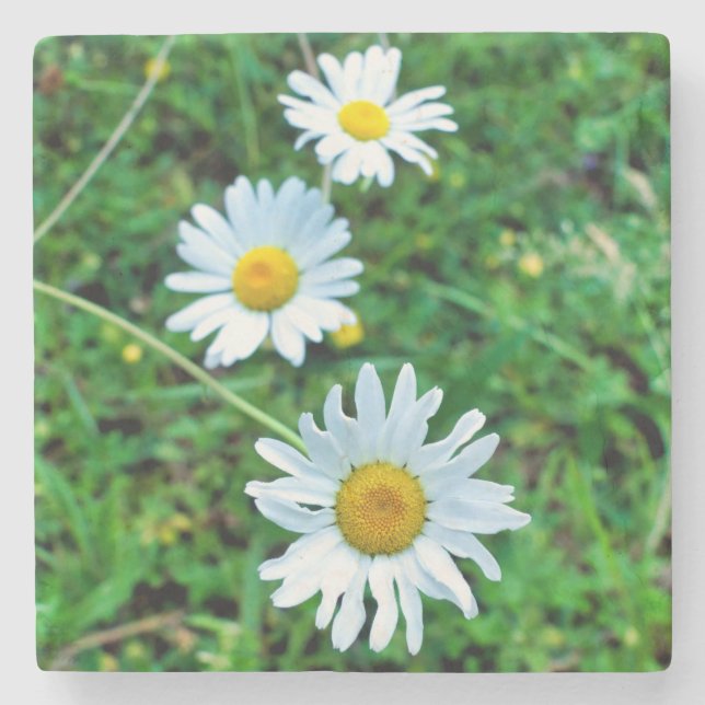 Posavasos De Piedra Ox-Eye Daisies (Anverso)