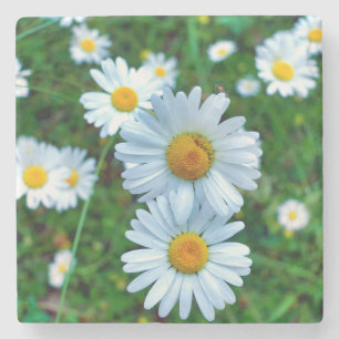 Posavasos De Piedra Ox-Eye Daisies