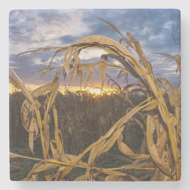 Posavasos De Piedra Ozarks Harvest (Anverso)