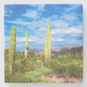 Posavasos De Piedra Paisaje de cactus del desierto, Arizona