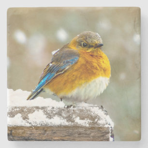 Posavasos De Piedra Pájaro azul oriental en nieve - Fotografía origina