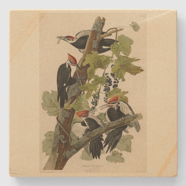 Posavasos De Piedra Pájaro leñoso perpendicular de las aves auduónicas (Anverso)