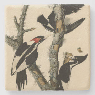 Posavasos De Piedra Pájaros de América del pájaro carpintero audubon