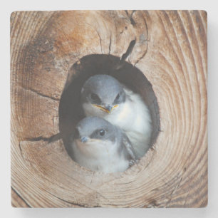 Posavasos De Piedra Pájaros de bebé