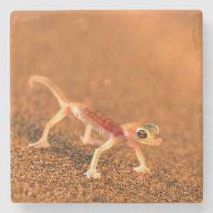 Posavasos De Piedra Palmatogecko en duna de arena, Swakpomund, Erongo