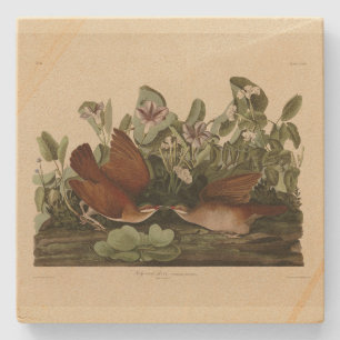 Posavasos De Piedra Paloma de Key-West, pájaros auduónicos de Quail-Do