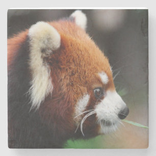 Posavasos De Piedra Panda roja